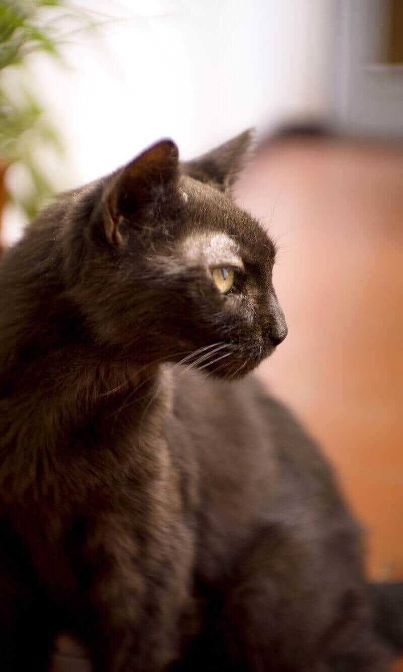 Black cat of 17 years